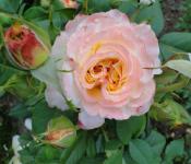 Украшение любого сада — роза «Акварель» с необычным окрасом Чайно гибридная роза акварель