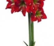 Цветок амариллис: уход, размножение, цветение и пересадка для начинающих в домашних условиях Как правильно посадить амариллис комнатный