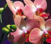 Как ухаживать за орхидеей дома: советы и рекомендации для Фаленопсиса, Ванды и карликового видов Какой уход за домашними орхидеями в горшках