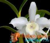 Орхидея дендробиум: описание, размножение и уход Dendrobium nobile уход после покупки