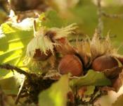 Выращивание фундука на дачном участке: нехитрые хитрости ухода за орешником
