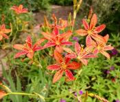 Безупречное цветущее растение — Азиатская Лилия: фото и уход за цветком