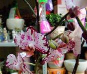 Комнатная орхидея: уход и размножение