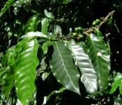 Кофейная ягода: маленькая да удаленькая Ботаническая характеристика кофейного дерева